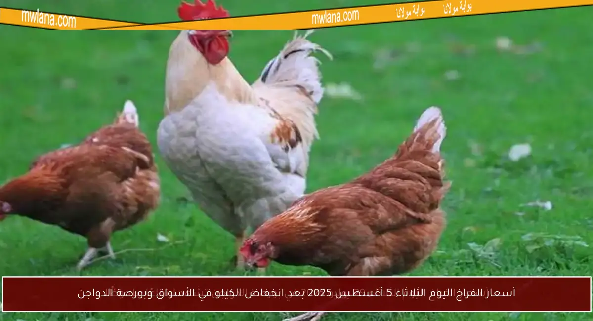 أسعار الفراخ اليوم الثلاثاء 5 أغسطس 2025 بعد انخفاض الكيلو في الأسواق وبورصة الدواجن