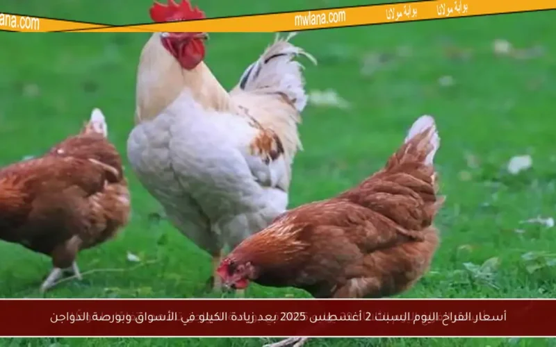 أسعار الفراخ اليوم السبت 2 أغسطس 2025 بعد زيادة الكيلو في الأسواق وبورصة الدواجن