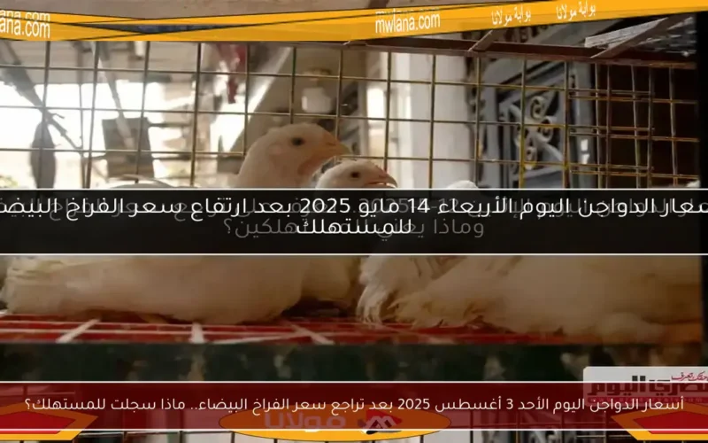 أسعار الدواجن اليوم الأحد 3 أغسطس 2025 بعد تراجع سعر الفراخ البيضاء.. ماذا سجلت للمستهلك؟
