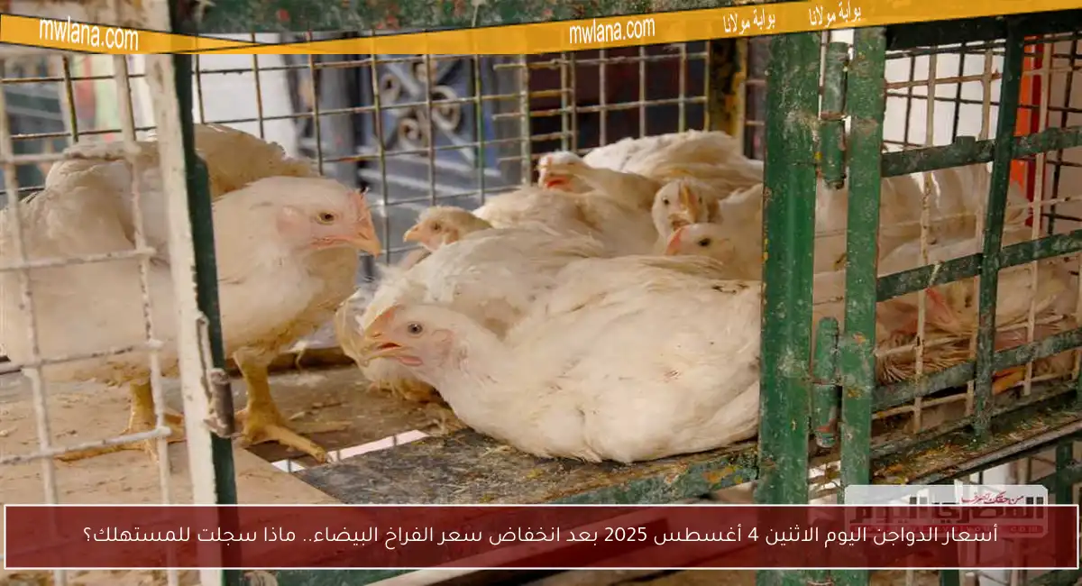 أسعار الدواجن اليوم الاثنين 4 أغسطس 2025 بعد انخفاض سعر الفراخ البيضاء.. ماذا سجلت للمستهلك؟