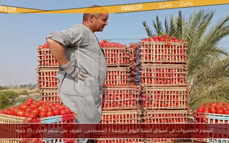 أسعار الخضروات في أسواق المنيا اليوم الجمعة 1 أغسطس.. تعرف على سعر الخيار بـ25 جنيه