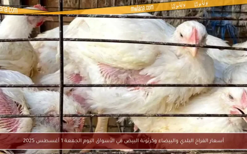 أسعار الفراخ البلدي والبيضاء وكرتونة البيض في الأسواق اليوم الجمعة 1 أغسطس 2025