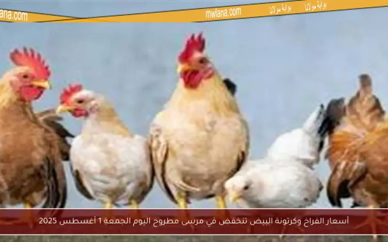 أسعار الفراخ وكرتونة البيض تنخفض في مرسى مطروح اليوم الجمعة 1 أغسطس 2025