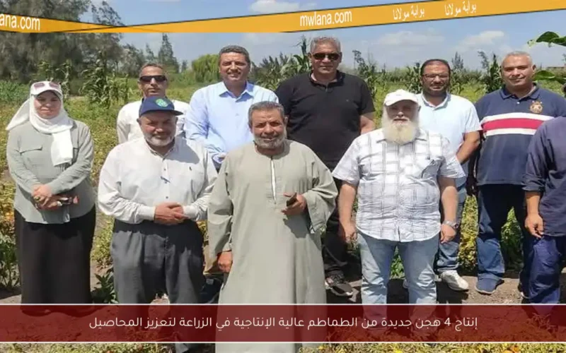 إنتاج 4 هجن جديدة من الطماطم عالية الإنتاجية في الزراعة لتعزيز المحاصيل