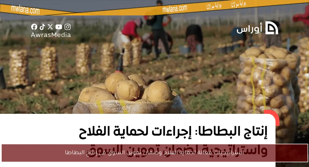 استراتيجيات فعالة لحماية الفلاح وضمان تموين السوق في إنتاج البطاطا