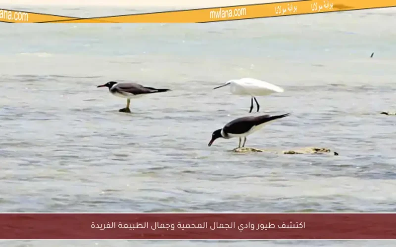 اكتشف طيور وادي الجمال المحمية وجمال الطبيعة الفريدة