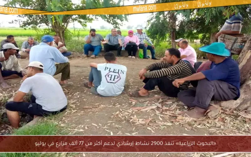 «البحوث الزراعية» تنفذ 2900 نشاط إرشادي لدعم أكثر من 77 ألف مزارع في يوليو