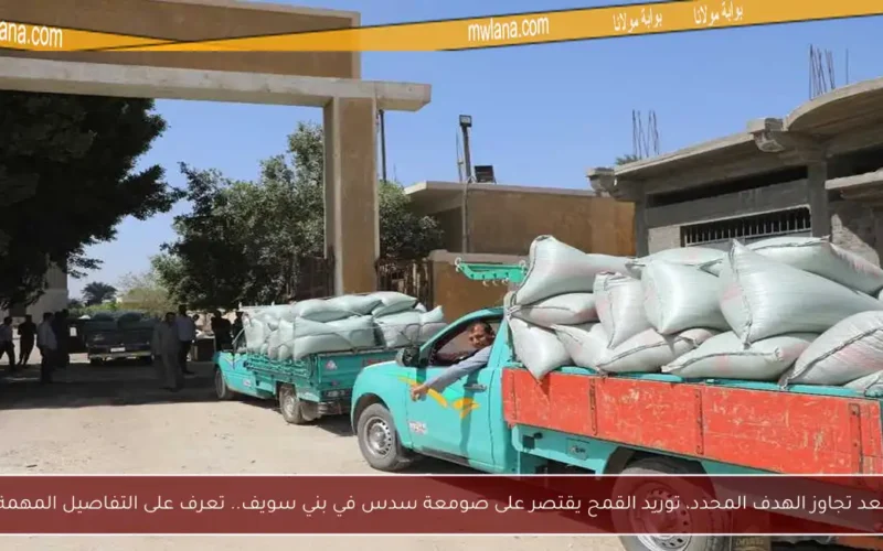 بعد تجاوز الهدف المحدد، توريد القمح يقتصر على صومعة سدس في بني سويف.. تعرف على التفاصيل المهمة