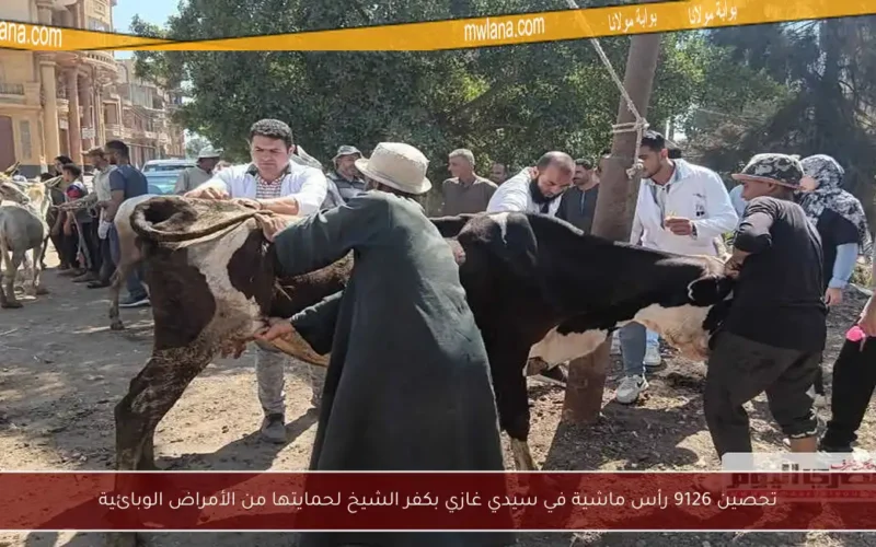 تحصين 9126 رأس ماشية في سيدي غازي بكفر الشيخ لحمايتها من الأمراض الوبائية