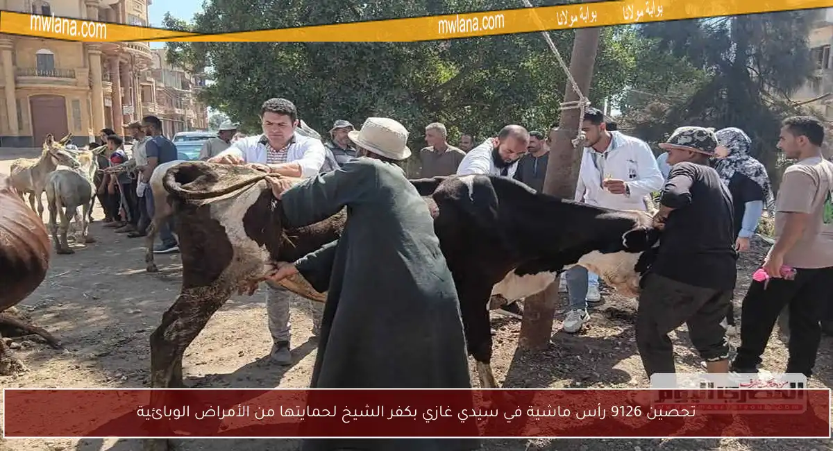تحصين 9126 رأس ماشية في سيدي غازي بكفر الشيخ لحمايتها من الأمراض الوبائية