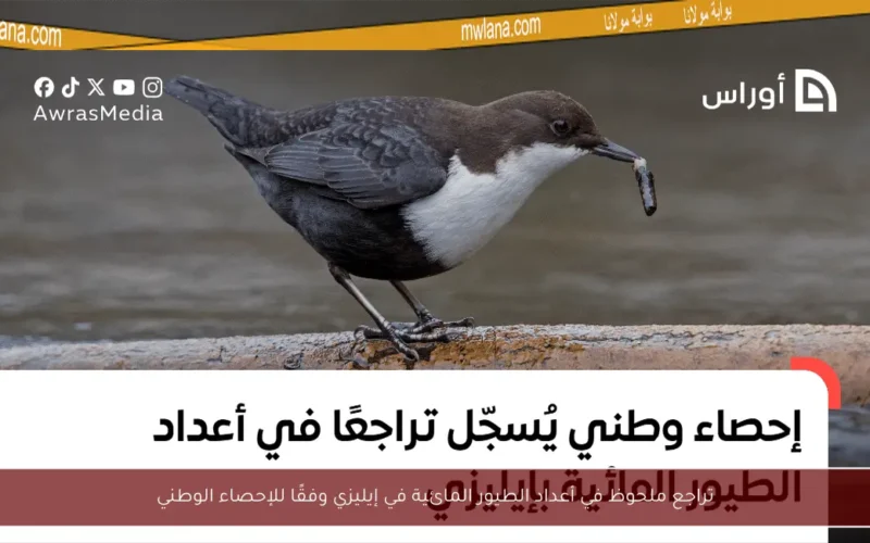 تراجع ملحوظ في أعداد الطيور المائية في إيليزي وفقًا للإحصاء الوطني