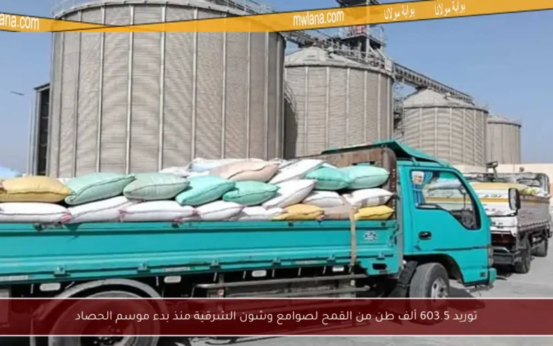 توريد 603.5 ألف طن من القمح لصوامع وشون الشرقية منذ بدء موسم الحصاد