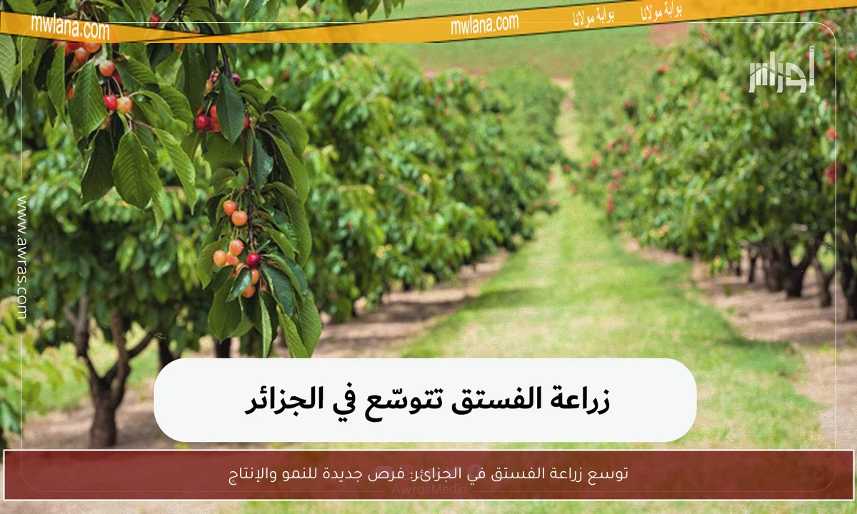 توسع زراعة الفستق في الجزائر: فرص جديدة للنمو والإنتاج