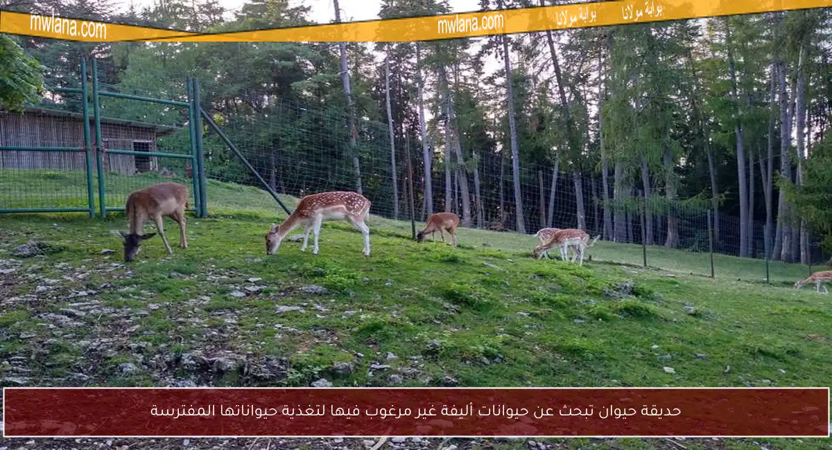 حديقة حيوان تبحث عن حيوانات أليفة غير مرغوب فيها لتغذية حيواناتها المفترسة