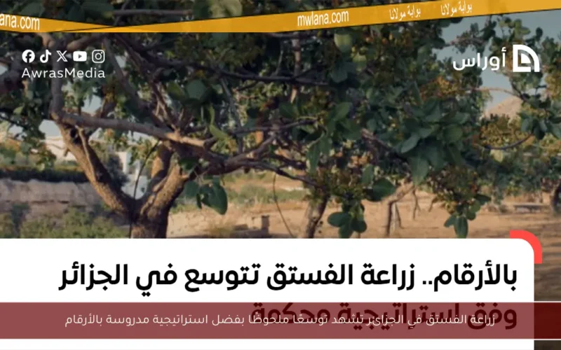 زراعة الفستق في الجزائر تشهد توسعًا ملحوظًا بفضل استراتيجية مدروسة بالأرقام