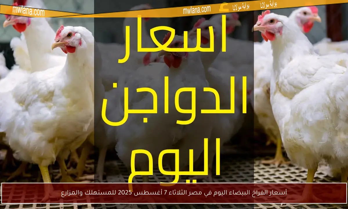 أسعار الفراخ البيضاء اليوم في مصر الثلاثاء 7 أغسطس 2025 للمستهلك والمزارع