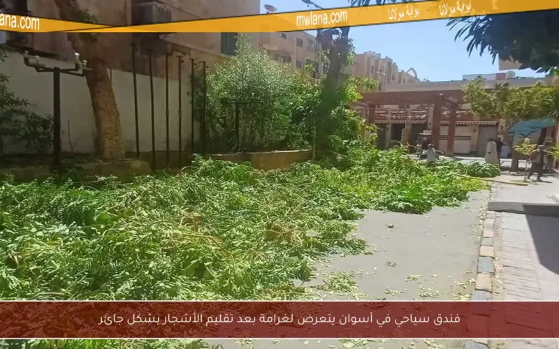فندق سياحي في أسوان يتعرض لغرامة بعد تقليم الأشجار بشكل جائر