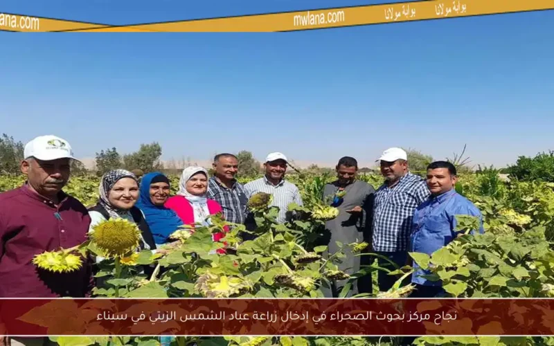 نجاح مركز بحوث الصحراء في إدخال زراعة عباد الشمس الزيتي في سيناء